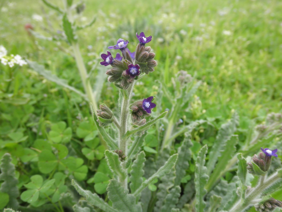 Anchusa undulata